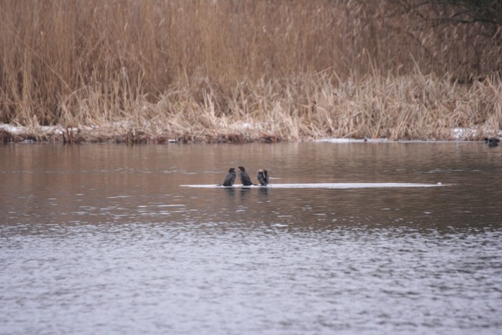 3 kormorany małe - Bydgoszcz ...