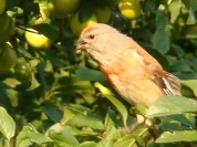 Więcej