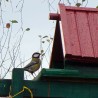 Parus ...