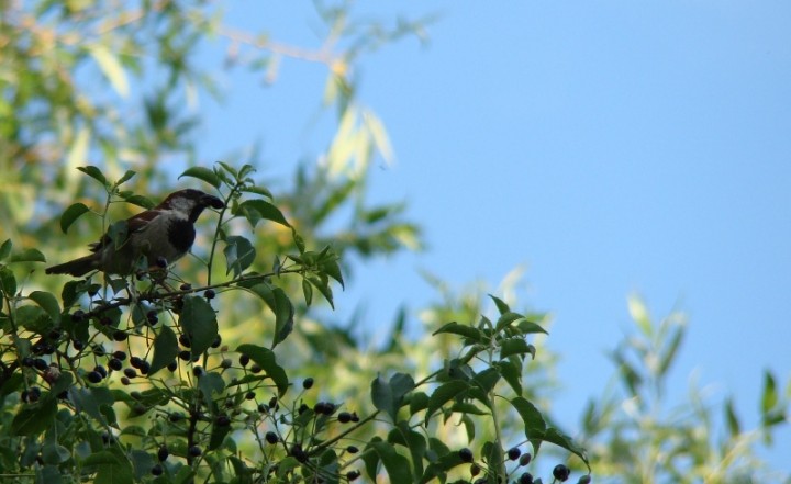 popularny mieszkaniec ...