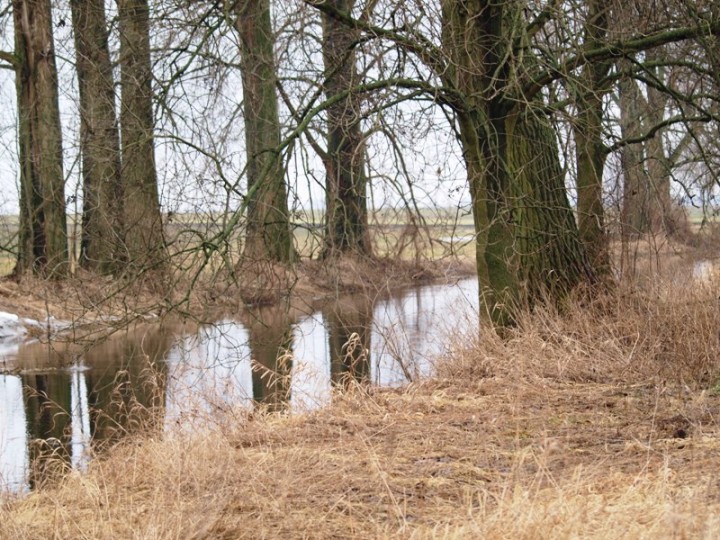 Mogilnica- ostatnie obserwacje .