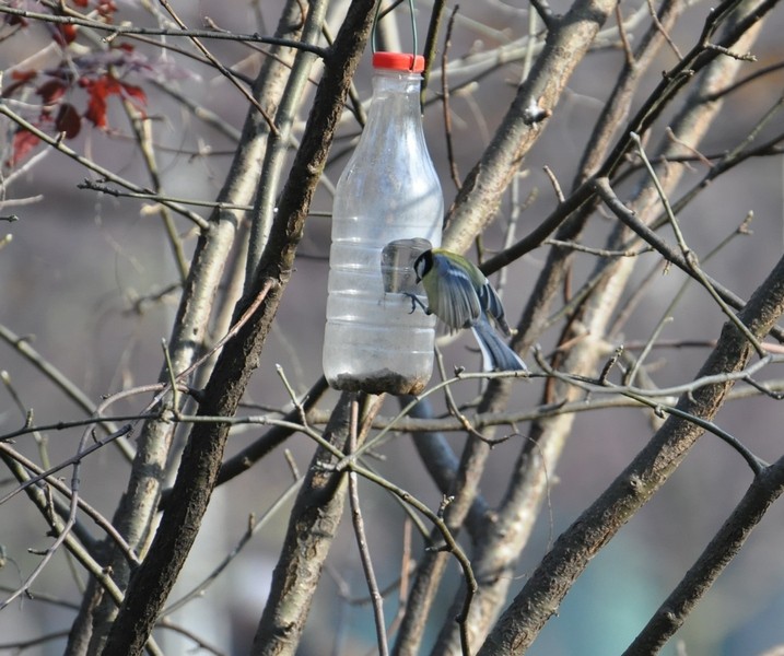 Sikorka bogatka (zdjęcie ...