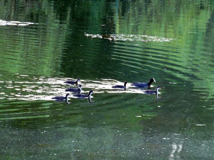 Łyski