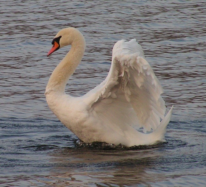 Łabędź niemy