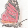 Motyl