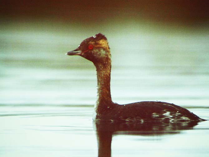 Jeszcze jedna rewelacja ...