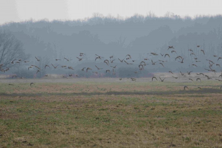 Stadko ptaków - na łące ...
