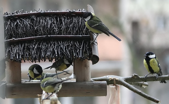 Bogatki przy karmniku.