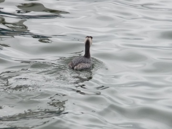 Zagadka dla początkujących