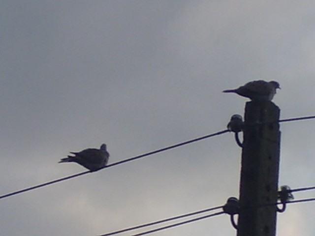 Sierpówki nad drogą:)