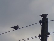 Więcej