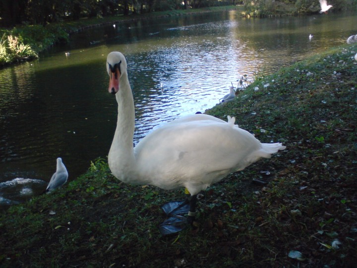 łabędż