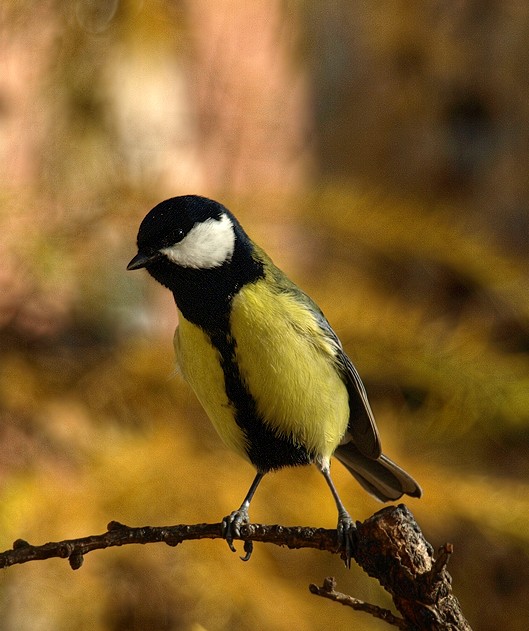 W jesiennych barwach