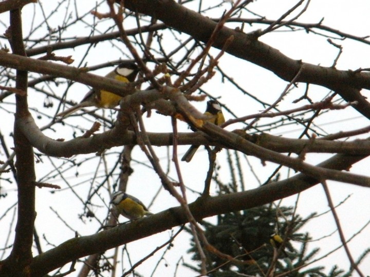Sikorki.
