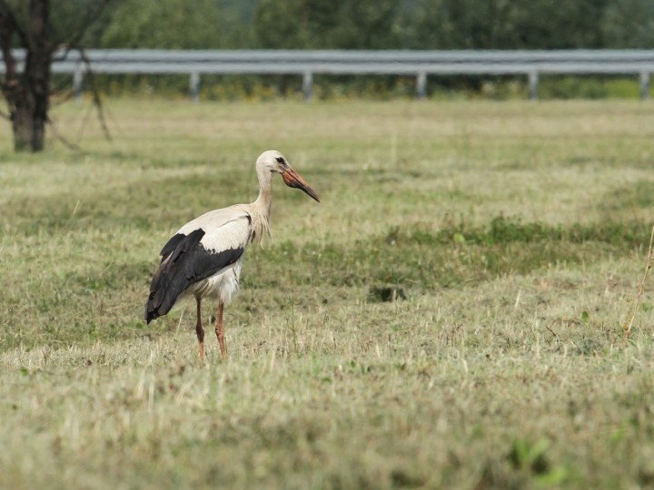 Bocian biały