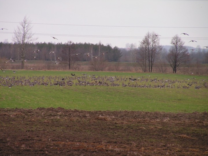 Gęsie klimaty - wiosna ...