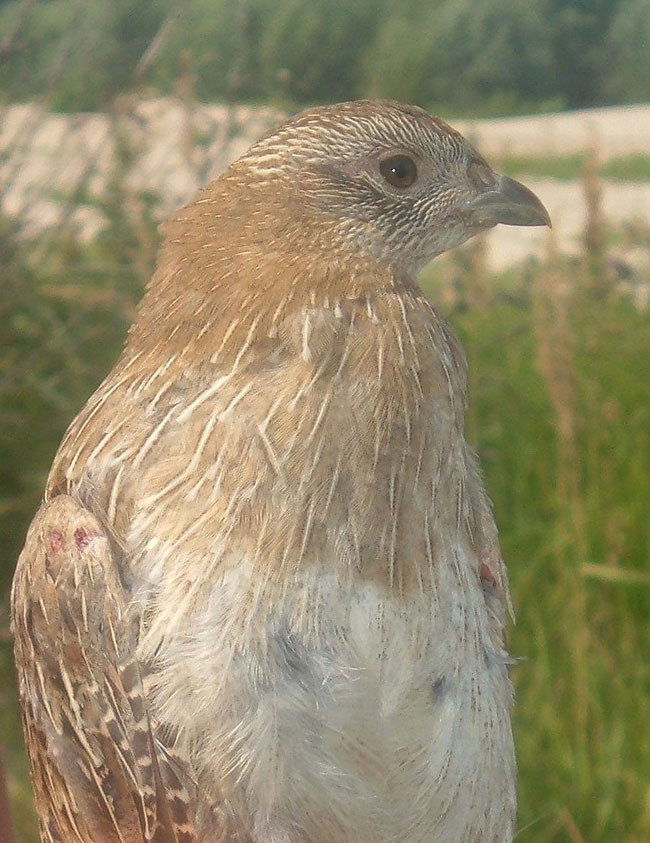 prawie jak orzeł :)