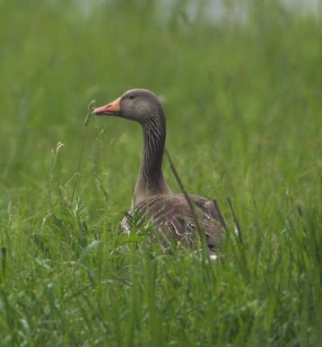 Gęgawa,             fot. ...