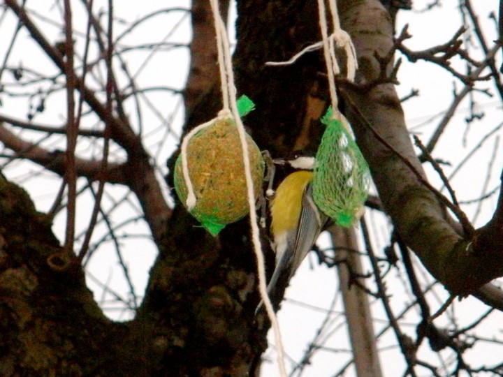 Karmnik 2009.