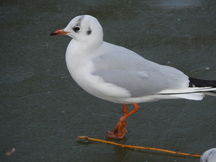 Śmieszka w jasnoczerwonych ...