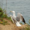 Majestat ...