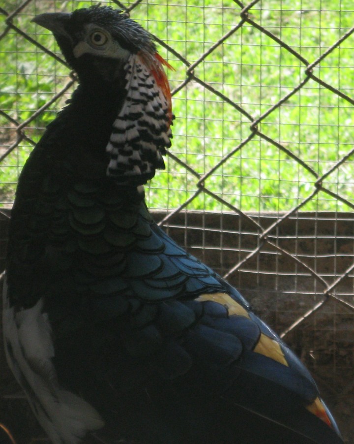 Bażant diamentowy :)