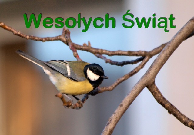 Wesołych Świąt!!