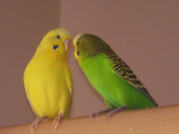 Tutku i Rio- dwa psotniki