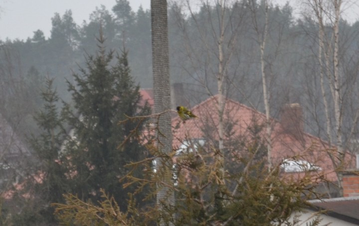 czyżyk