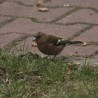 zięba