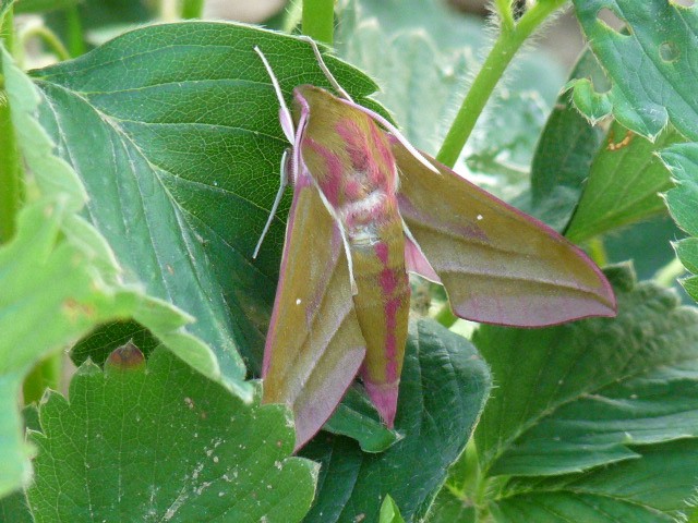nocny motyl