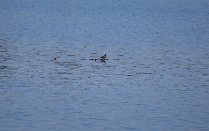 Rybitwa czarna - zdjęcie ...