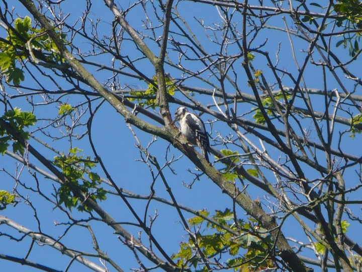 Jaki to dzięcioł? Średni, ...