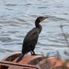 Kormoran ...