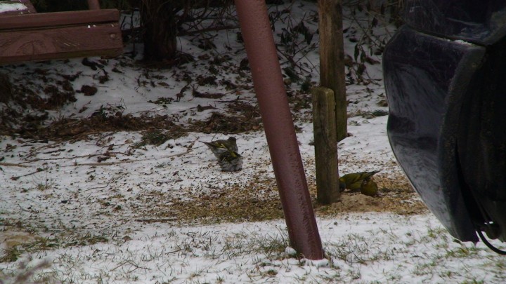 czyże