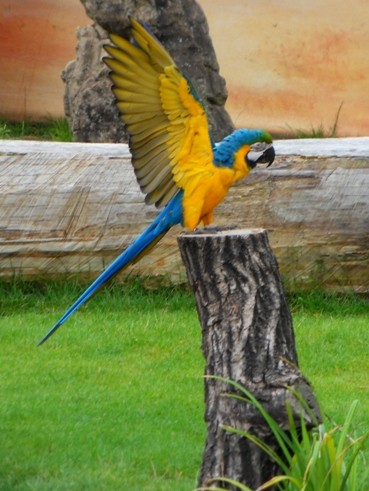 W zoo, podczas pokazu ...