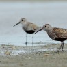 Calidris ...
