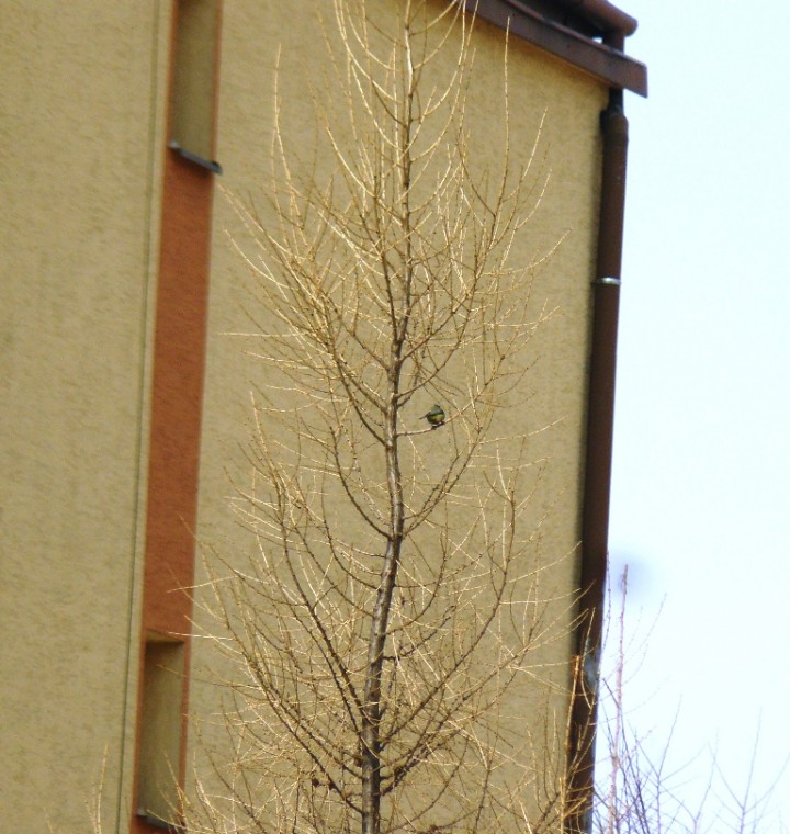 Zagadka