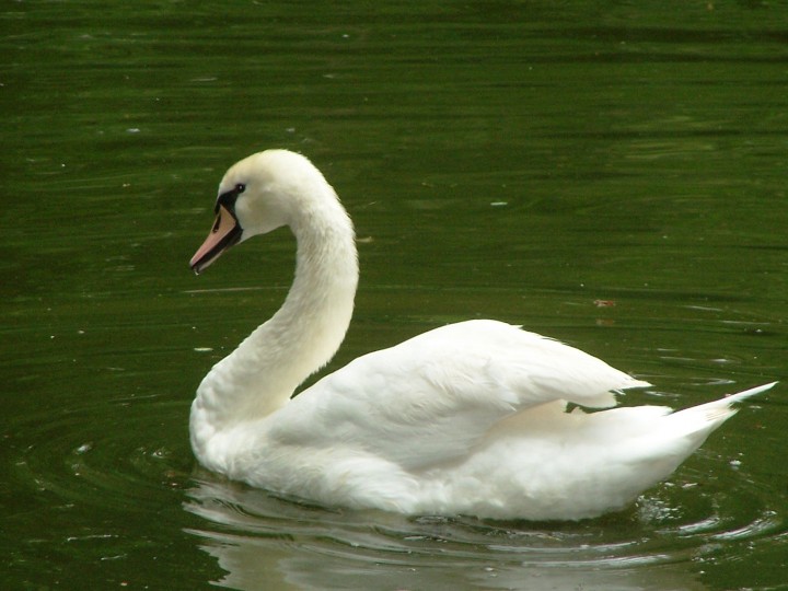 łabędz niemy