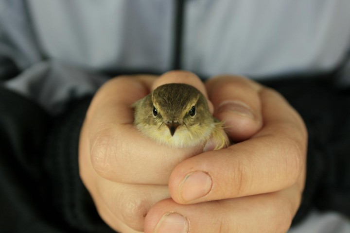 Kopciuszek w moich rękach