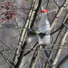 Sikorka ...