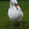 Łabędź ...