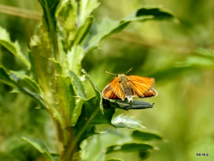 motyl 3