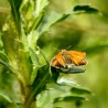 motyl 3
