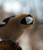 Więcej Więcej