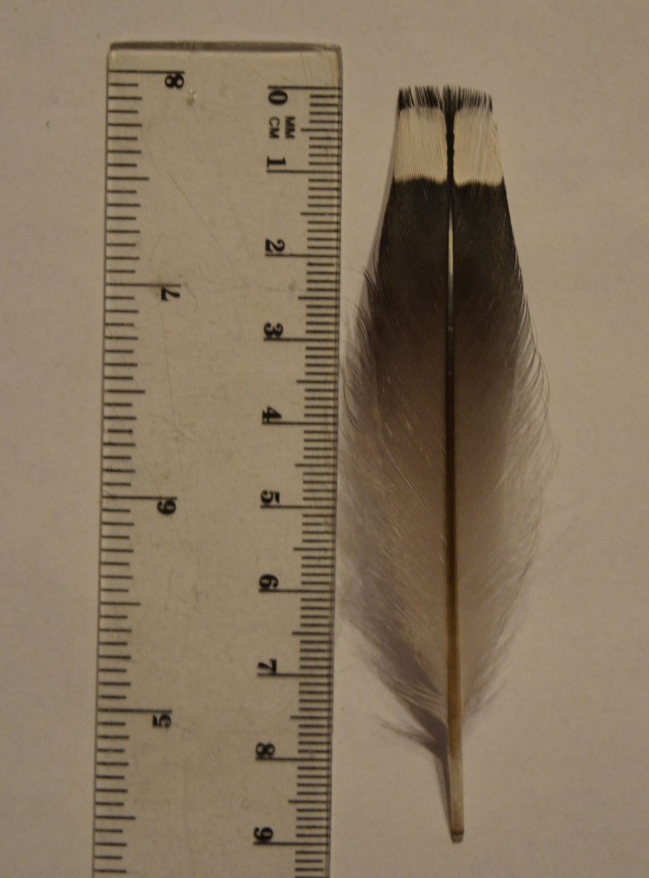 Dorosły nur czarnoszyi