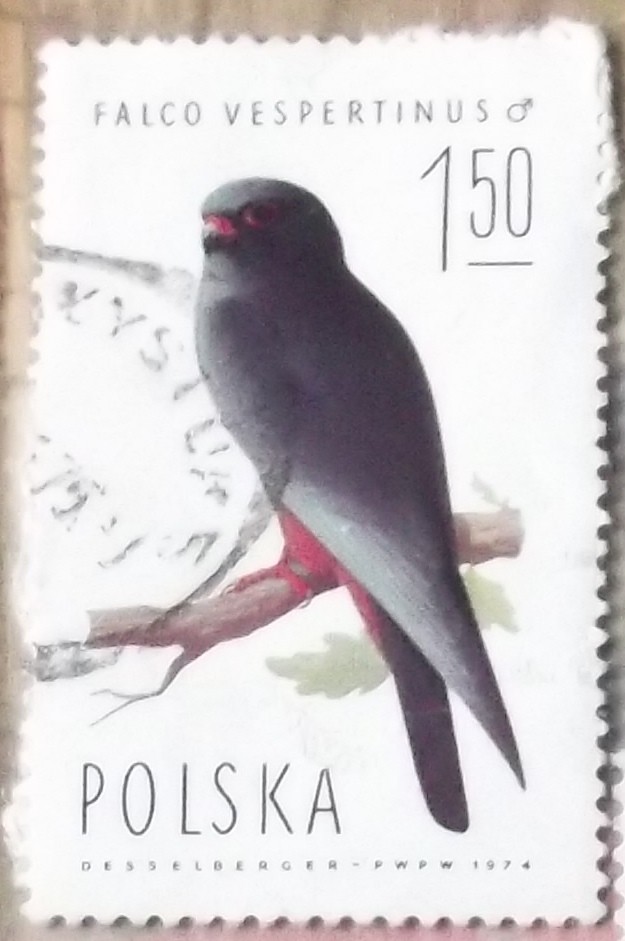 Falco vespertinus samiec