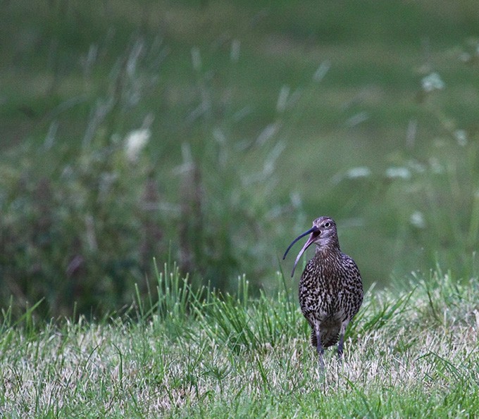 Uwaga niebezpieczeństwo !