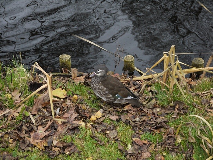 Samiczki też są śliczne :)