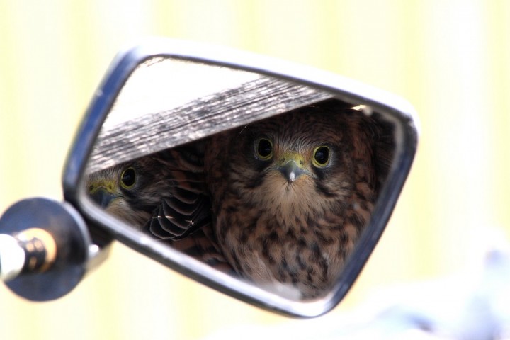 młode pustułki (Falco ...